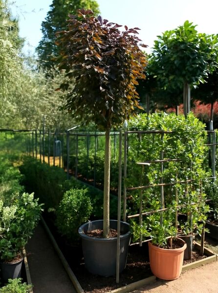 Hänge-Blut-Buche (Fagus sylvatica 'Purpurea Pendula') Hochstamm 14-16 StU im Container mit dunkelrotem Laub in Baumform.