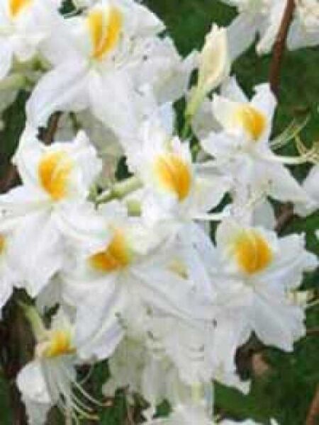 Laubabwerfende Azalee 'Schneegold' / Azalea luteum 'Schneegold' (Knap-Hill)