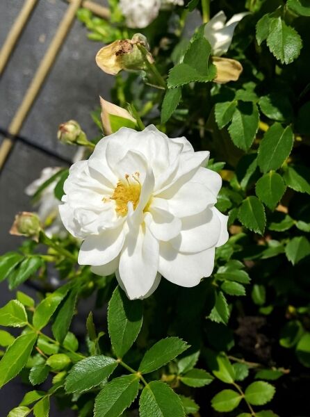 Bodendeckerrose Rosa ‘Bienenweide ® Weiß’ mit weißer, halbgefüllter Blüte und gelber Mitte, umgeben von grünem Laub.