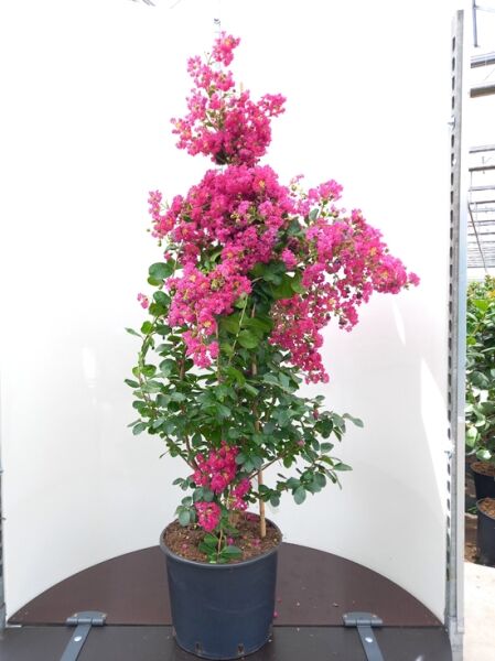 Lagerstroemia indica 'Braise d'été' / Indische Lagerströmie 'Braise d'été' im Topf, 150–175 cm, mit pinken Blütenrispen
