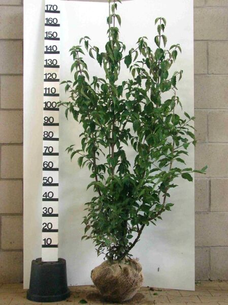 Cornus mas (Kornelkirsche) 125–150 cm m. B., mehrtriebiger Strauch mit grünen Blättern, Ballenware.