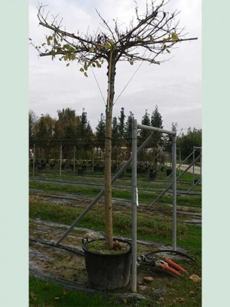 Tilia platyphyllos 'Dachform/Dachspalier' – Sommer-Linde als Hochstamm im Topf, Krone zum Dachspalier erzogen und gestützt