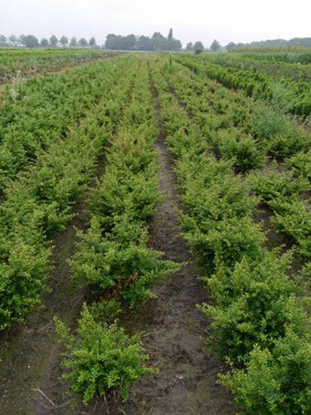Zwerg-Bergilex Stokes (Ilex crenata 'Stokes') Pflanzenreihe im Feld, 50–60 cm, mit Ballen (m. B.)