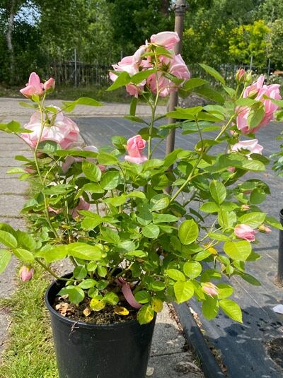 Strauchrose Rosa 'Astrid Lindgren ®' – A-Qualität C5, im Topf mit rosa Blüten und grünem Laub