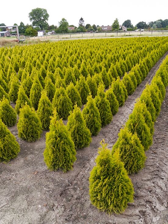 Lebensbaum 'Golden Smaragd' / Goldener Smaragd-Lebensbaum - Thuja  occidentalis 'Golden Smaragd'
