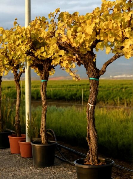 Vitis vinifera (Weinrebe) Hochstamm im Container, ca. 150 cm Stamm, 18–20 cm Stammumfang (C50)