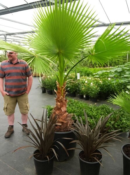 Washingtonia robusta (Petticoat-Palme) im Topf C70, 175–200 cm, mit fächerförmigen grünen Blättern und Stamm in Baumschule
