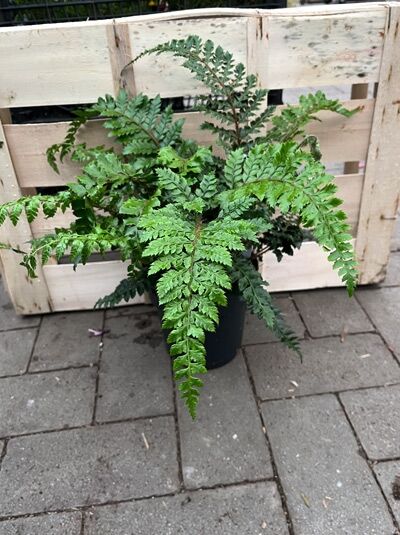 Polystichum polyblepharum / Japanischer Glanzschildfarn C1 im Topf, grüner Farn mit bogig überhängenden, gefiederten Wedeln
