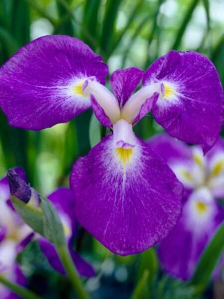 Japanische Sumpf-Schwertlilie  / Iris ensata