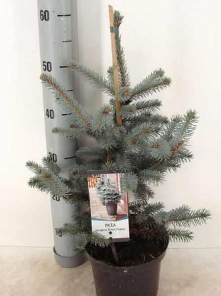 Picea pungens 'Erich Frahm' / Stech-Fichte 'Erich Frahm' 30-40 cm C5 im Topf, blaugrüne Nadeln, buschiger Wuchs.