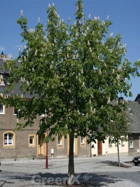 Gefülltblühende Rosskastanie / Aesculus hippocastanum 'Baumannii'