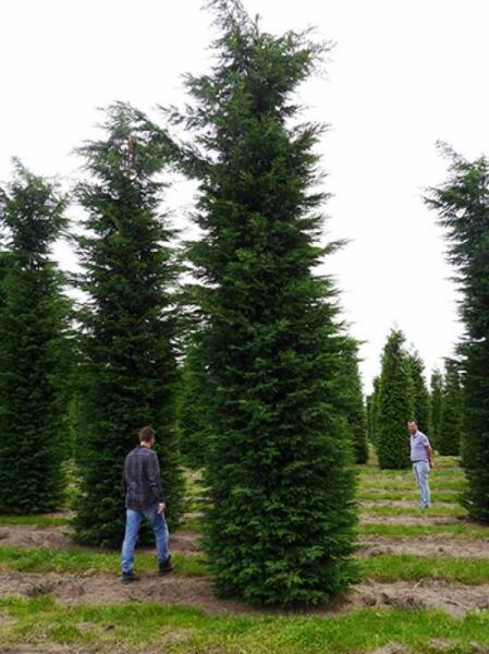 grüne Bastardzypresse 600-700 (Ballen Solitär) Cupressocyparis leylandii