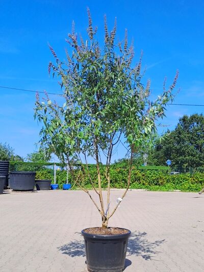 Mönchspfeffer / Keuschbaum 200-250 cm (1577190) - Vitex agnus-castus