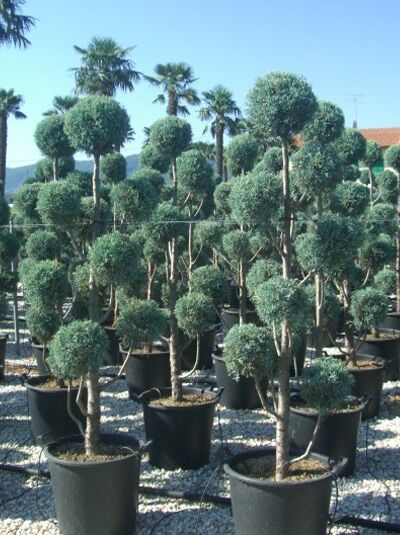 Gartenbonsai Arizona-Zypresse / Gartenbonsai Arizona-Zypresse