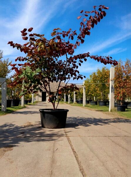 Amerikanischer Judasbaum (Cercis canadensis) 'Forest Pansy', 200–250 cm, im Container, Baum mit dunkelrotem Laub.
