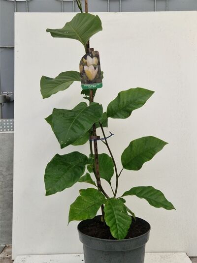 Magnolia brooklynensis 'Yellow Bird' / Magnolie 'Yellow Bird' 60-80 cm C7, junger Strauch im Topf mit grünen Blättern und Triebstütze