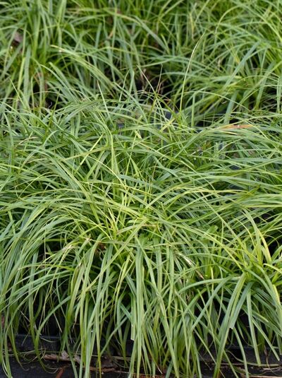Carex oshimensis 'Greenwell (J.S.)' / Grüne-Gold-Segge