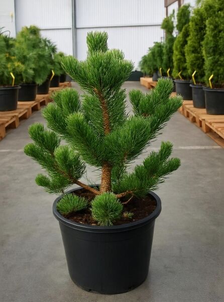 Pinus nigra 'Oregon Green' / Österreichische Schwarz-Kiefer 'Oregon Green' 60-80 cm C15, im Topf, kompakter Wuchs mit grünen Nadeln