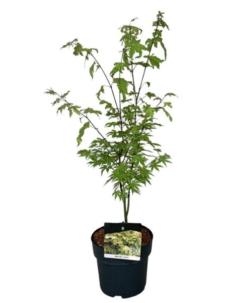 Goldahorn 'Jordan' / Acer shirasawanum 'Jordan'