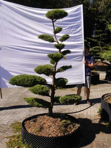 Garten-Bonsai (301580) / Juniperus media 'Hetzii' H: 200 cm B: 150 cm