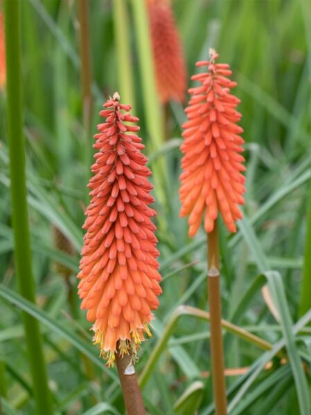 Garten-Fackellilie / Tritome 'Alcazar' / Kniphofia 'Alcazar'