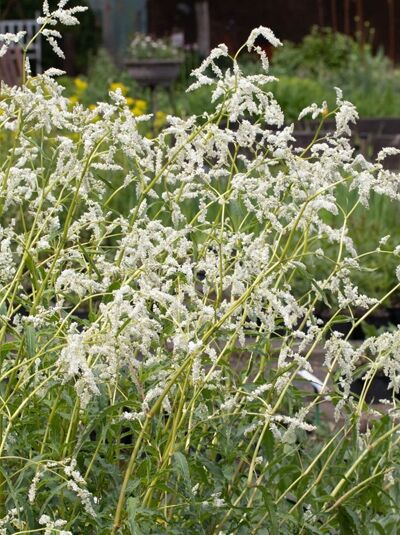 Aconogonon alpinum / Alpen-Bergknöterich