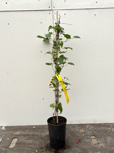 Clematis 'Jackmanii Alba' / Waldrebe 'Jackmanii Alba' 80-100 cm C2, junge Kletterpflanze im schwarzen Topf am Stab gebunden.