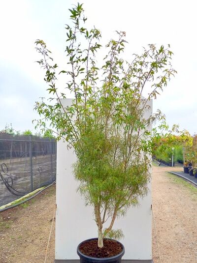 Acer palmatum 'Koto-no-ito' / Fächerahorn 'Koto-no-ito', mehrstämmiger Strauch im Container, 150-175 cm, C50.