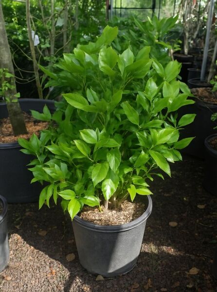 Japanische Aukube 'Rozannie' (Aucuba japonica 'Rozannie') im Pflanzcontainer C20, buschiger Strauch mit glänzend grünen Blättern