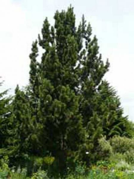 Pinus leucodermis / Schlangenhaut-Kiefer