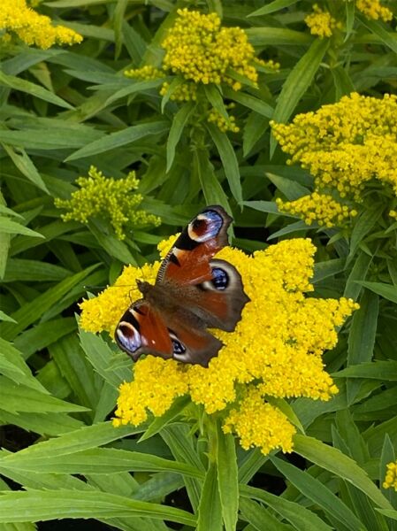 Solidago x cultorum 'Sweety ®' / Goldrute 'Sweety ®'