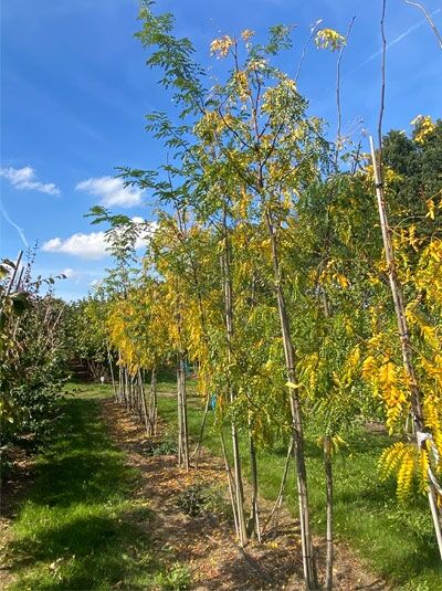 Gleditschie 'Skyline' mehrstämmig / Gleditsia triacanthos 'Skyline'