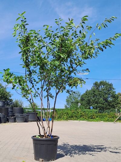 Kupfer-Felsenbirne 200 - 250 cm Schirmform / Amelanchier lamarckii (1577182)