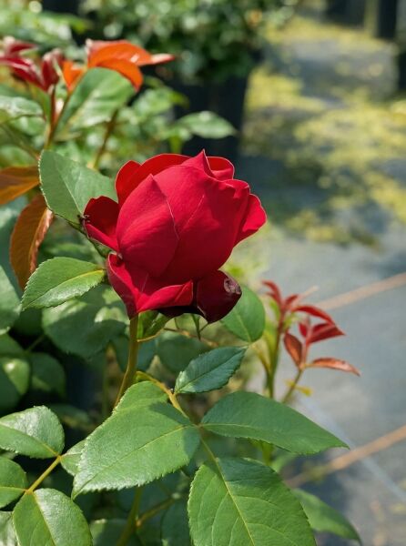 Rosa 'Till Eulenspiegel'® / Beetrose 'Till Eulenspiegel'® mit roter Blütenknospe und grünem Laub am Trieb