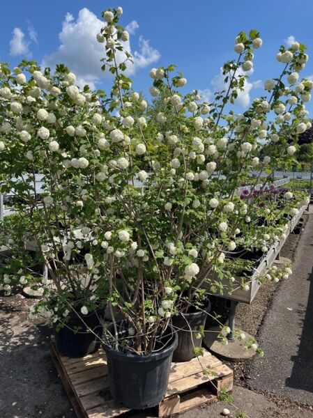 Viburnum opulus 'Roseum' / Gefüllter Schneeball 'Roseum', 200-250 cm C70, Strauch im Container mit weißen, kugeligen Blütenständen.