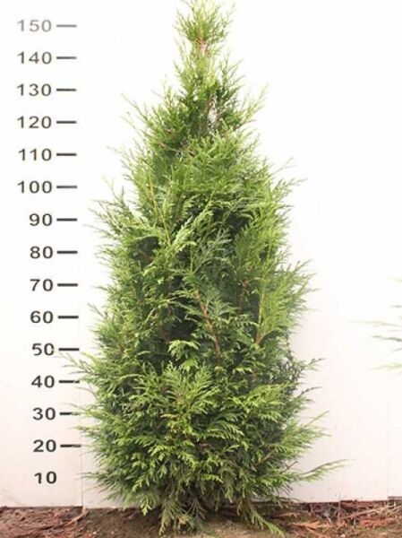 Thuja plicata 'Excelsa' / Lebensbaum 'Excelsa' 125-150 cm m. B., aufrecht wachsender Nadelbaum mit dichtem grünen Laub
