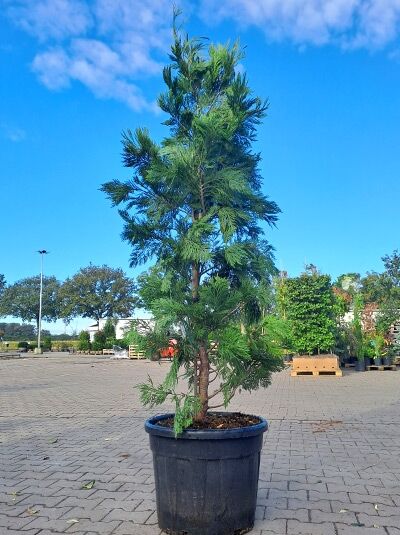 Rauch-Zypresse / Weihrauchzeder / Rauch-Zypresse / Weihrauchzeder