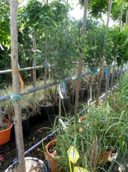 Garten-Eibisch 'Monstrosus' / Garten-Eibisch 'Monstrosus'