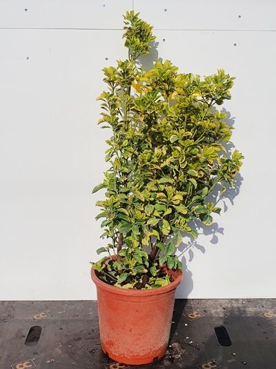 Gelbbunter Japanischer Spindelstrauch 'Aureomarginatus' / Gelbbunter Japanischer Spindelstrauch 'Aureomarginatus'