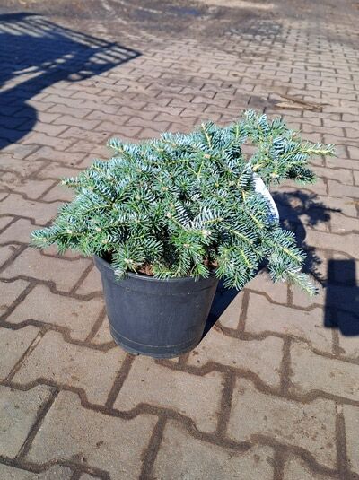 Korea-Tanne 'Tannja' / Korea-Tanne 'Tannja'