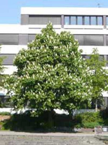 Gewöhnliche Rosskastanie / Aesculus hippocastanum
