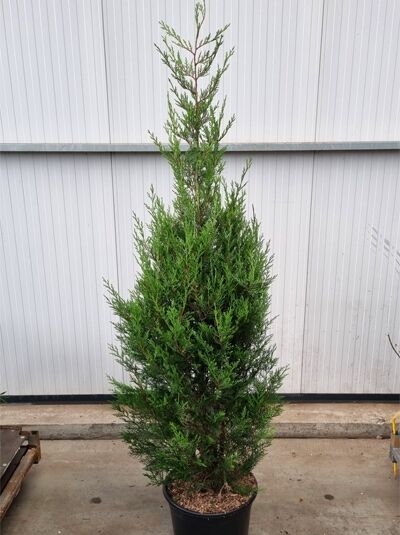 Grüne Bastardzypresse '2001' (Cupressocyparis leylandii '2001'), schlanker, aufrechter Nadelbaum im Topf, 150–175 cm, C20.