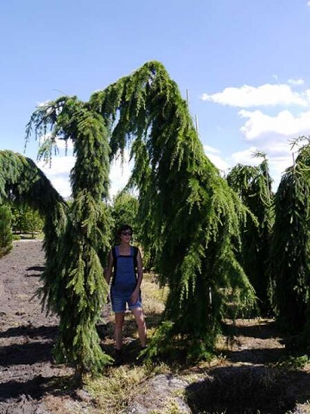 Picea abies 'Inversa' / Hänge-Fichte 'Inversa', ca. 350–400 cm mit durchhängenden, herabhängenden Zweigen und Nadeln.