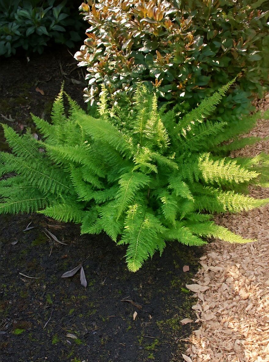 dehner kentia palme Howea forsteriana (Kentiapalme) kaufen