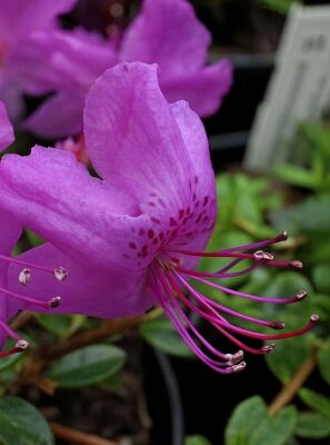 Zwergrhododendron - kleine Rhododendron mit kompaktem Wuchs kaufen
