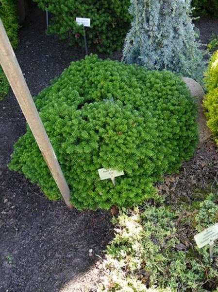 Flache kompakte Korea-Tanne 'Cis' (Abies koreana 'Cis') als kugelförmiger, dichter Nadelstrauch im Beet.