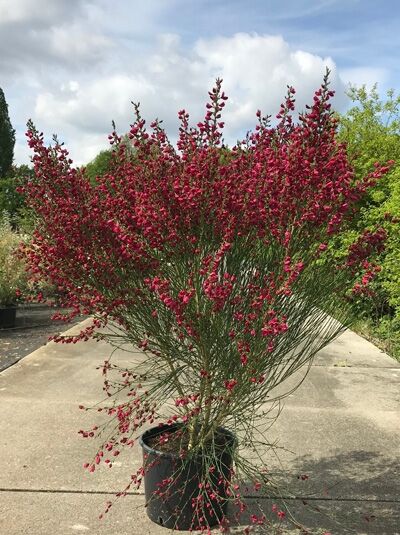 Besen-Ginster (Cytisus scoparius) 'Boskoop Ruby' 100-125 cm C20, buschiger Strauch im Topf mit roten Blüten an grünen Trieben