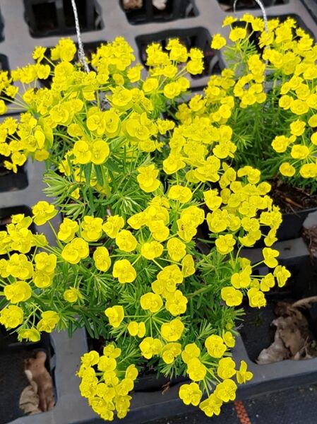 Zypressen-Wolfsmilch 'Tall Boy' / Euphorbia cyparissias 'Tall Boy'