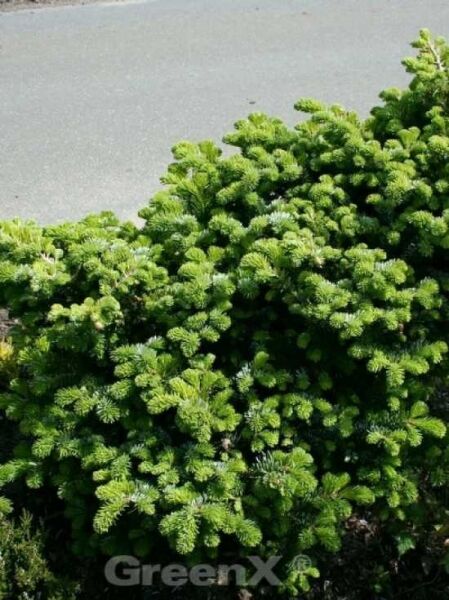 Abies veitchii 'Heddergott' / Kompakte Veitchs-Tanne 'Heddergott'