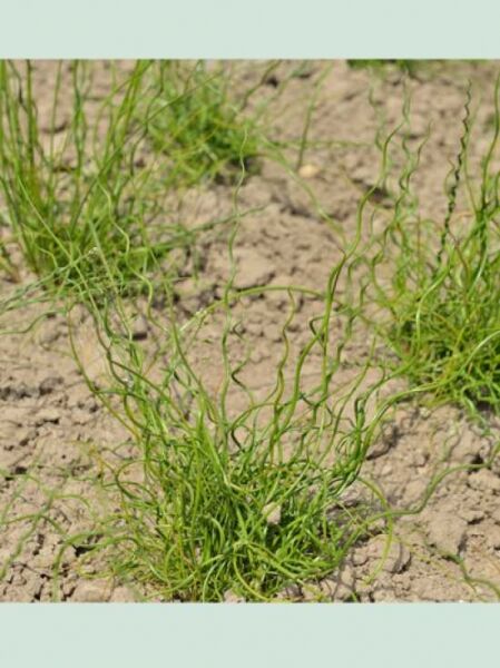 Juncus effusus 'Spiralis' / Flatterbinse / Korkenzieherbinse / Liebeslocke